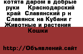 котята даром в добрые руки  - Краснодарский край, Славянский р-н, Славянск-на-Кубани г. Животные и растения » Кошки   